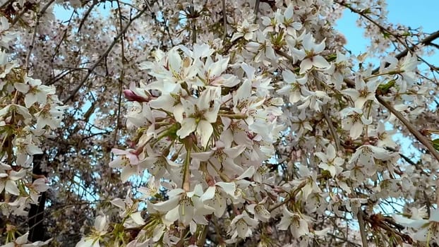 Cherry blossoms display lovely white flowers against bright blue spring skies, creating a perfect seasonal view