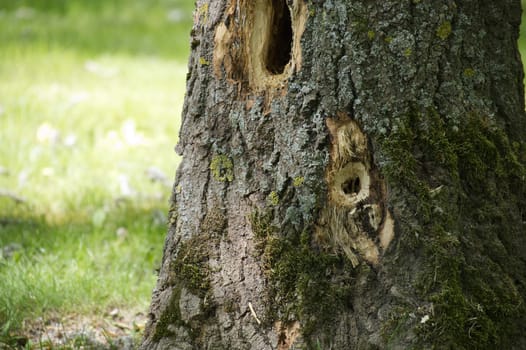 Woodpecker holes dotting a tree trunk, adorned with vibrant moss and lichen, create a striking scene against a backdrop of softly blurred green grass in the summer sunlight