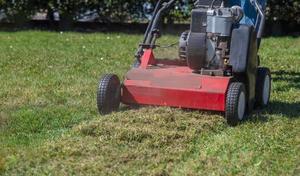 Gardener uses a scarifier to remove moss from a lawn, improving its health and appearance, Seasonal gardening on a bright sunny spring day,