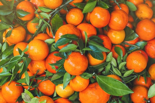 ripe orange tangerines on the market counter. Harvest of fresh citrus fruits on the farm