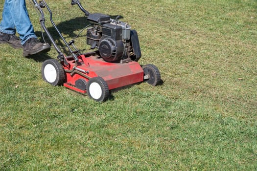 Gardener uses scarifier to remove moss from a lawn, improving its health and appearance, Seasonal gardening on a bright sunny spring day, copy space
