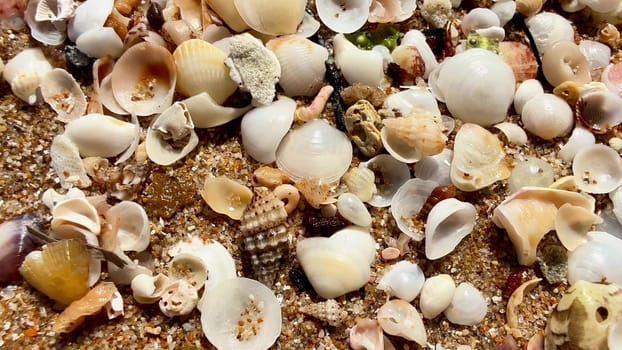 A stunning and colorful assortment of beautiful seashells is scattered across the sunny sandy beach terrain