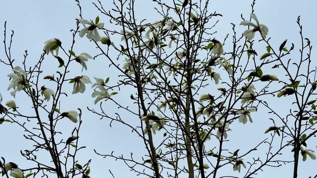Stunning magnolia blossoms are blooming beautifully on branches that are under a clear blue sky above
