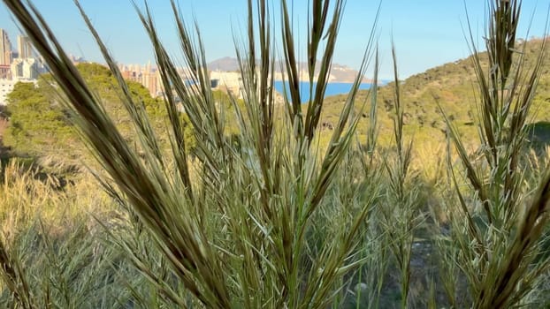 This is a beautiful and picturesque blend of urban skyline and nature that overlooks the vast ocean