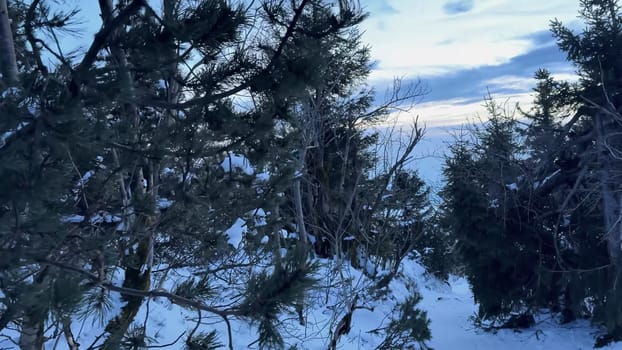 A stunningly serene winter scene showcases a snowcovered ground and majestic pine trees set against a dramatic sky