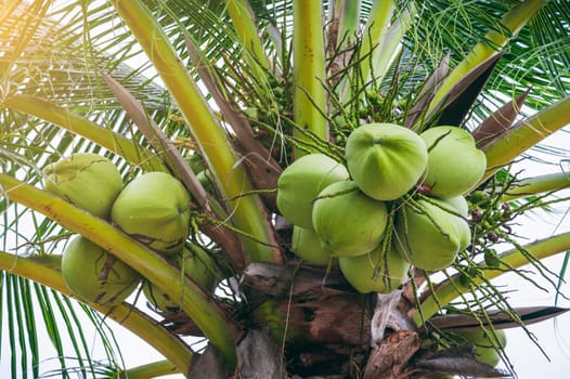 green young drinking coconuts on a palm tree in the tropics in Asia