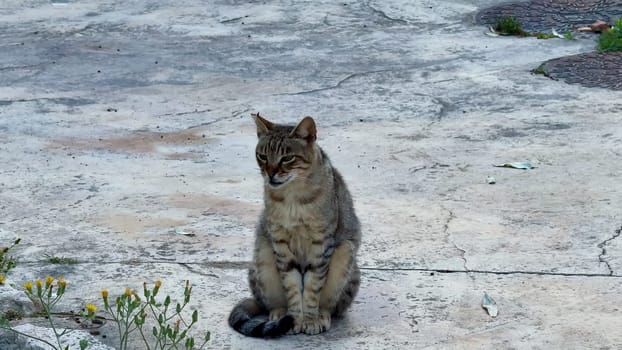 Two stray cats lounging on concrete, showcasing their playful and relaxed nature in an urban setting.