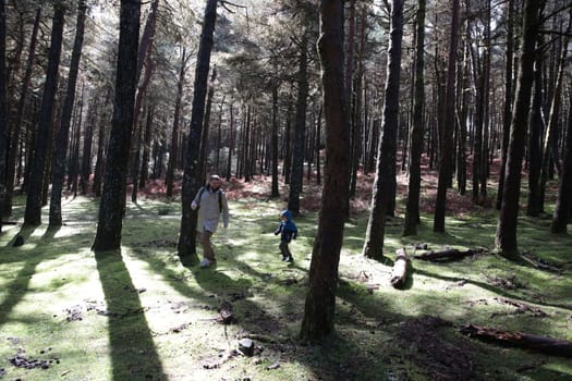 Father and child walking through a sun-dappled forest with lush green moss