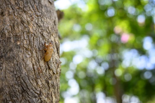 Cicada exoskeleton clinging to rough tree bark with a blurred green nature background.