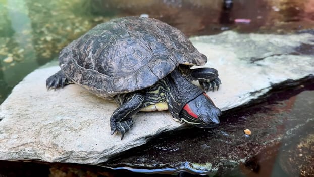 A red-eared slider turtle basking on a rock near a pond, showcasing its unique shell and vibrant colors.