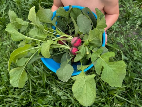Close-up of childrens hands holding a bowl of homegrown radishes. Celebrating curiosity, learning, and bonding through nature