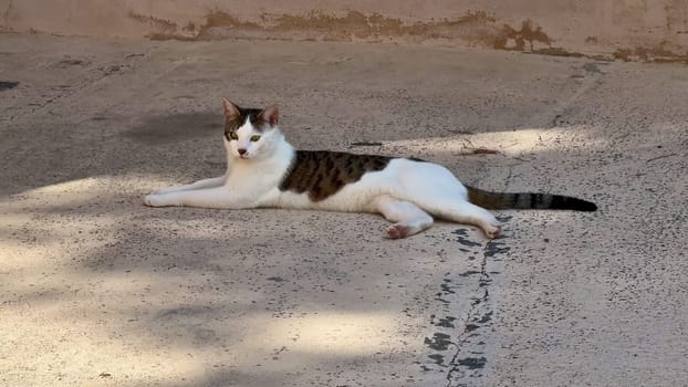 A serene cat happily enjoying a warm sunny day while leisurely lounging on a smooth concrete surface outside