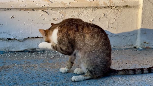A content and relaxed cat engaging in selfgrooming outdoors, clearly showcasing its playful and charming nature