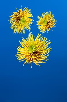 Yellow aster flower against deep blue background. . Minimal spring concept.Aesthetic blooming.