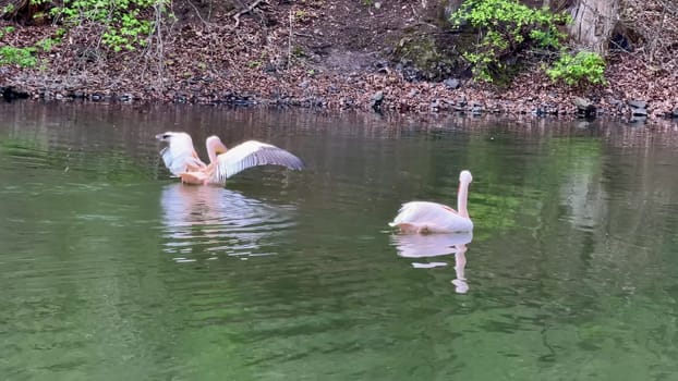 Two serene pelicans glide gracefully together through the calm waters, completely surrounded by natures beauty
