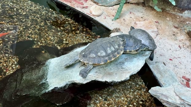 A peaceful and serene moment unfolds with two turtles leisurely basking on a warm rock, encircled by clear water