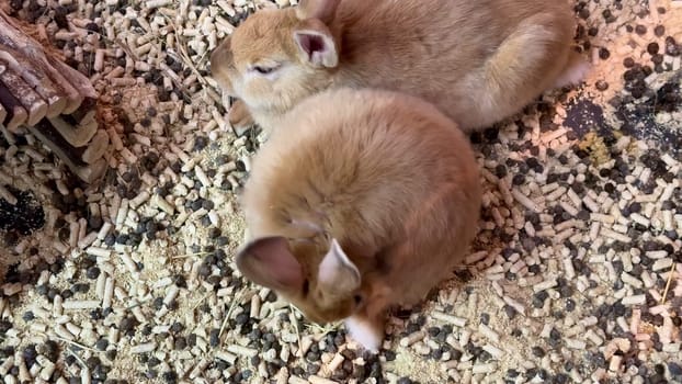 Two incredibly adorable baby rabbits are nestled together, resting comfortably in their cozy bedding material