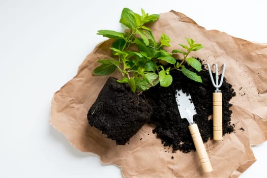 Herb planting with soil, trowel, and rake on brown paper.