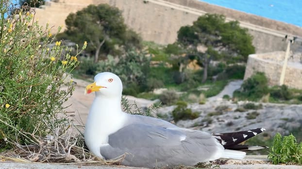 A seagull peacefully resting on a rocky cliffside, surrounded by lush green vegetation and stunning sea views
