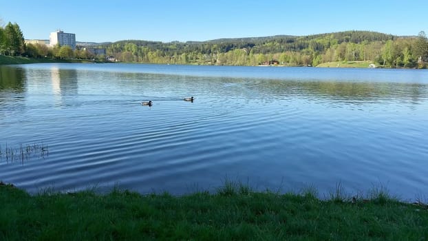 A tranquil lake scene showcases ducks gracefully gliding across the calm water, surrounded by lush greenery all around