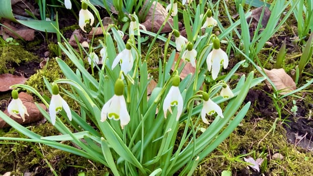 In a serene garden, beautiful white snowdrops bloom gracefully among the lush green foliage surrounding them