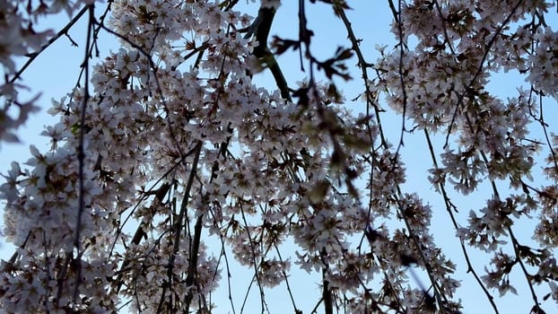Stunning cherry blossoms sway gently against a bright blue sky, perfectly capturing the essence of beautiful spring