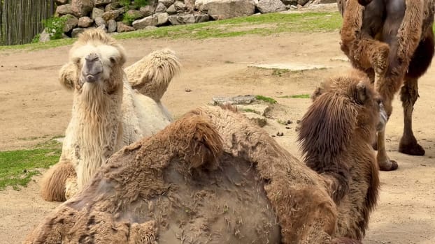 A tranquil group of camels resting peacefully in a picturesque setting, highlighting their unique features