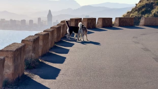 Two adventurous dogs are happily exploring a scenic coastal roadway that offers breathtaking urban and mountain views