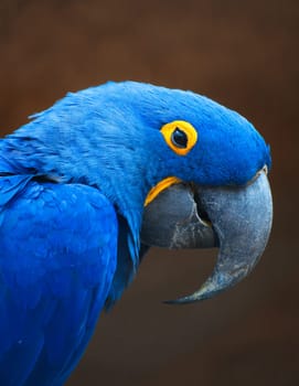 Portrait of a hyacinth macaw against a dark background. The bright blue parrot with its distinctive beak and yellow eye ring radiates exoticism and elegance.