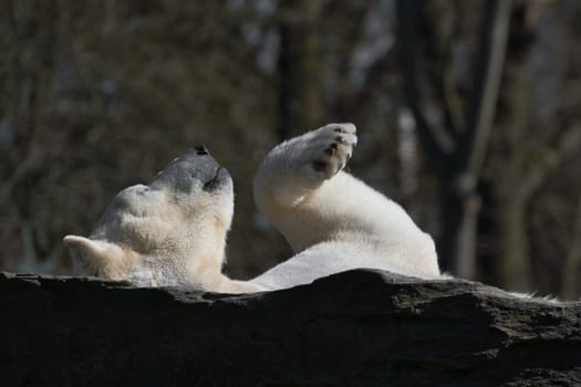 A relaxed polar bear lies on a rock, raising a paw in the air, surrounded by a natural background with blurred trees. Perfect for animal and nature themes.