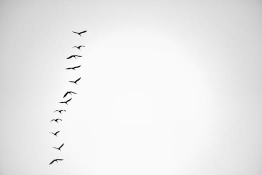 Cranes fly one after the other in the sky. Migratory birds passing through. Natural spectacle from nature