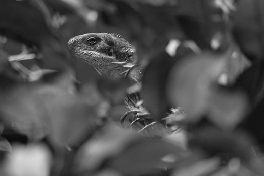 in black and white, green iguana, half hidden between tropical leaves. Perfectly captured, the picture shows the natural camouflage and calmness of the reptile.