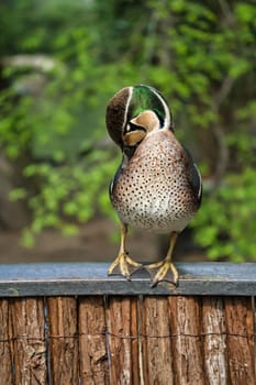 A colorful hen duck stands on a fence and turns its head to the side. The background is blurred and shows green nature in spring or summer.