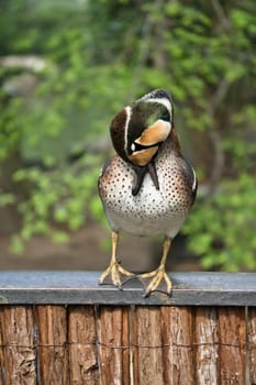 A colorful hen duck stands on a fence and turns its head to the side. The background is blurred and shows green nature in spring or summer.