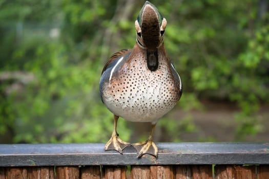 A colorful hen duck stands on a fence and turns its head to the side. The background is blurred and shows green nature in spring or summer.