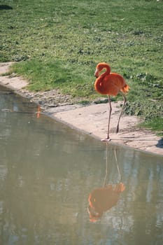 A flamingo stands in front of water, surrounded by green grass. Its bright orange color and graceful legs lend the picture elegance and charisma