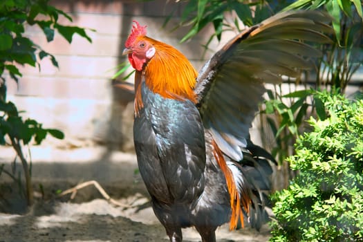 Colorful rooster in the sunlight, with outstretched wings, surrounded by green plants and shade. Rural idyll, farm atmosphere and natural wildlife in vibrant colors.