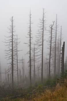 Dead forest with spruce trees due to bark beetle infestation at the foot of the Brocken near Schierke in the Harz National Park