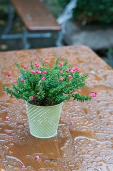 Table in the beer garden of a restaurant in rainy weather and a flower pot with Daboecia cantabrica