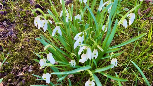 A truly stunning and vibrant display of beautiful snowdrop flowers blooming gracefully in a lush green setting