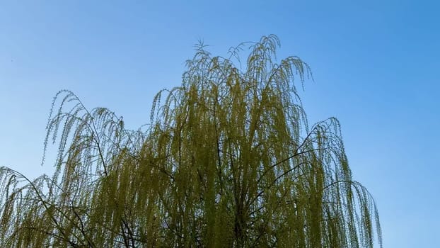 A breathtaking view of a majestic weeping willow tree gently swaying in the soft breeze beneath a clear blue sky