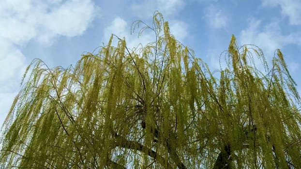 A breathtaking weeping willow tree that showcases its delicate, vibrant green leaves and gracefully hanging branches