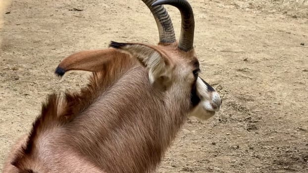 An antelope beautifully showcases its impressive horns and its graceful posture in a calm and serene environment