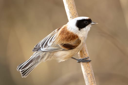 Eurasian Penduline Tit Bird On A Branch