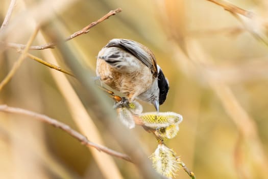 Bird Called Remiz Eats Willow On A Tree Branch