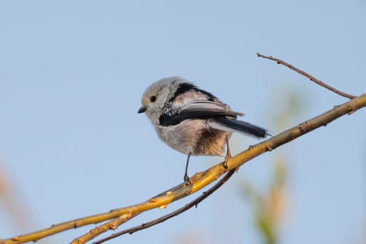 Long-Tailed Tit Sits On A Branch At Sunset