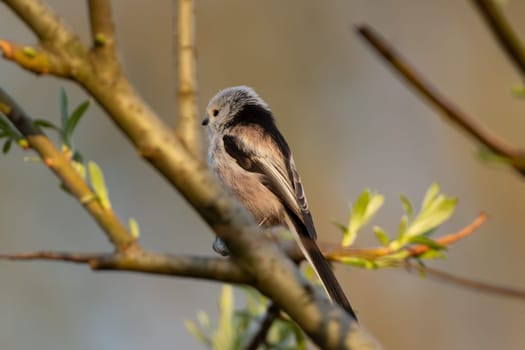 Long-Tailed Tit Sits On A Branch At Sunset