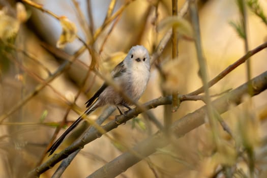 Long-Tailed Tit Sits On A Branch At Sunset