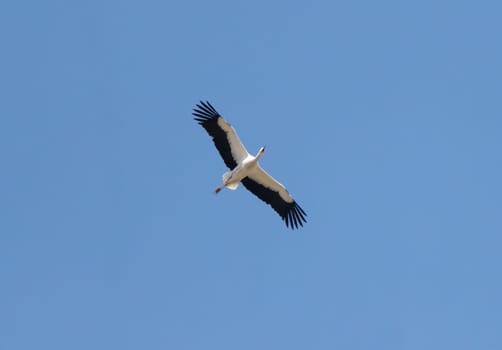 White Stork Flying Bird Against The Sky