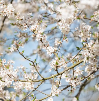 Blossoming Apricot Tree As A Spring Background
